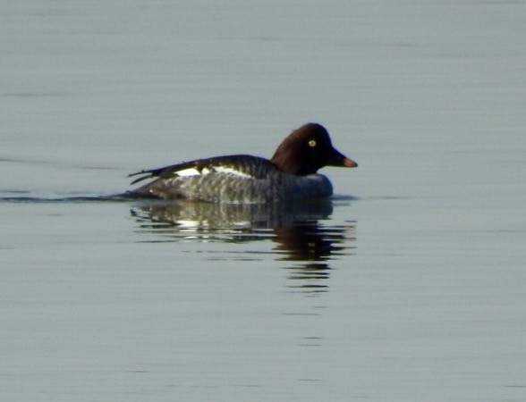 Common Goldeneye - ML129618331