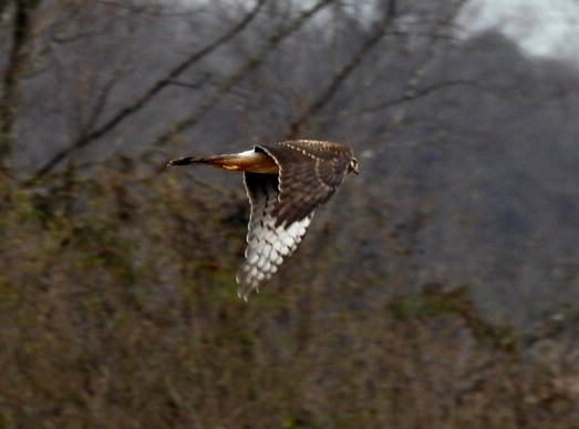 Northern Harrier - ML129618361