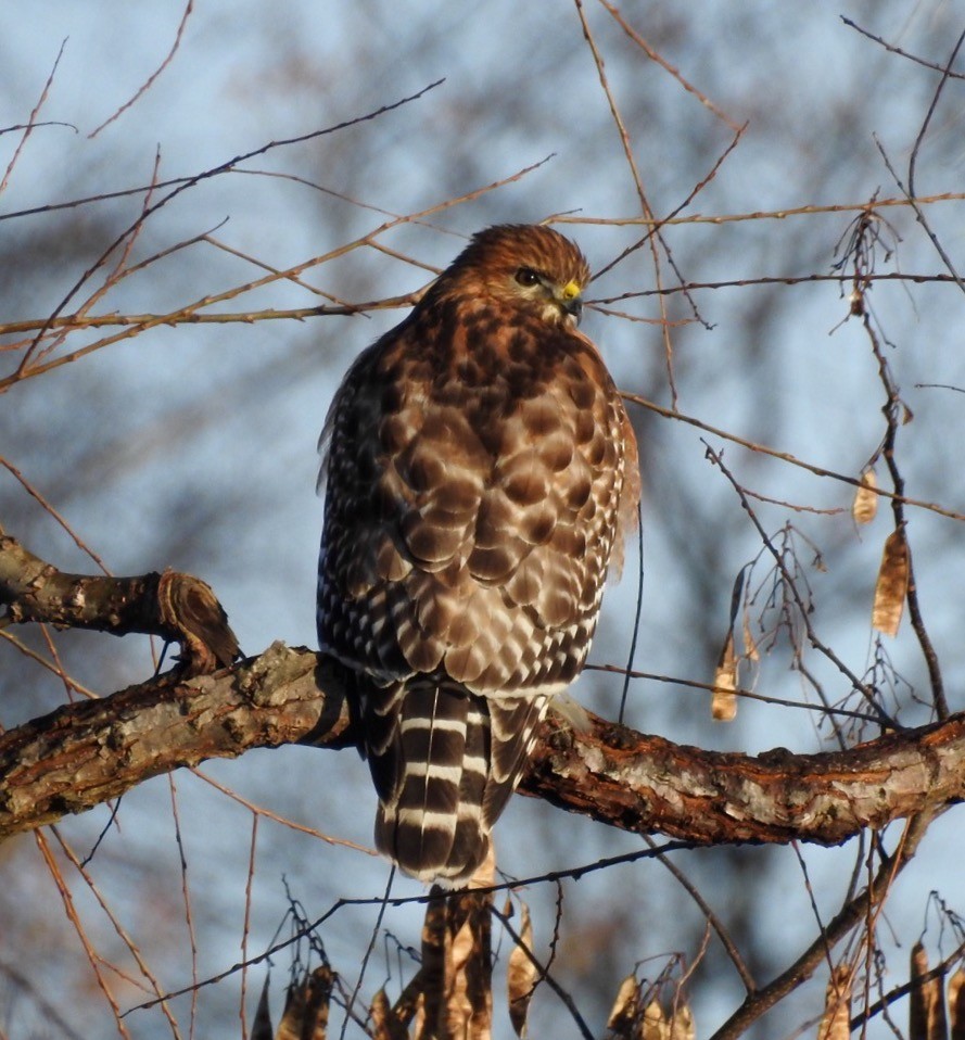 Red-shouldered Hawk - ML129618421