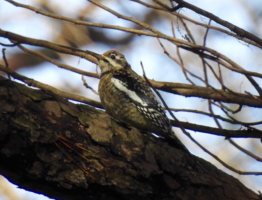 Yellow-bellied Sapsucker - ML129618441