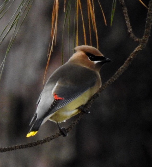 Cedar Waxwing - Jim Varner