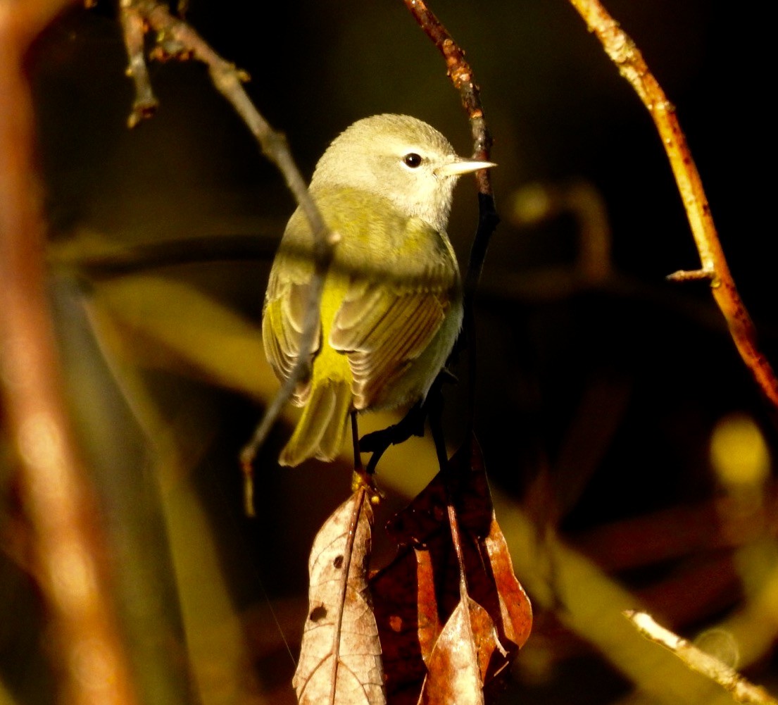 Orange-crowned Warbler - ML129618711