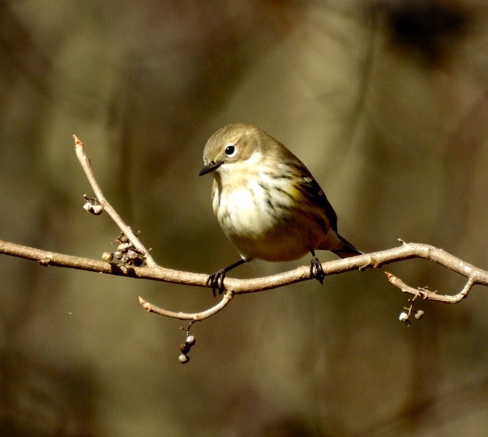 Yellow-rumped Warbler - ML129618761