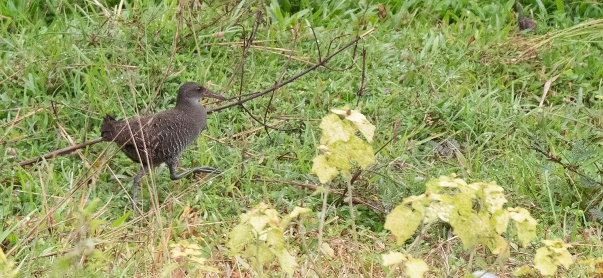 灰胸秧雞 - ML129619021