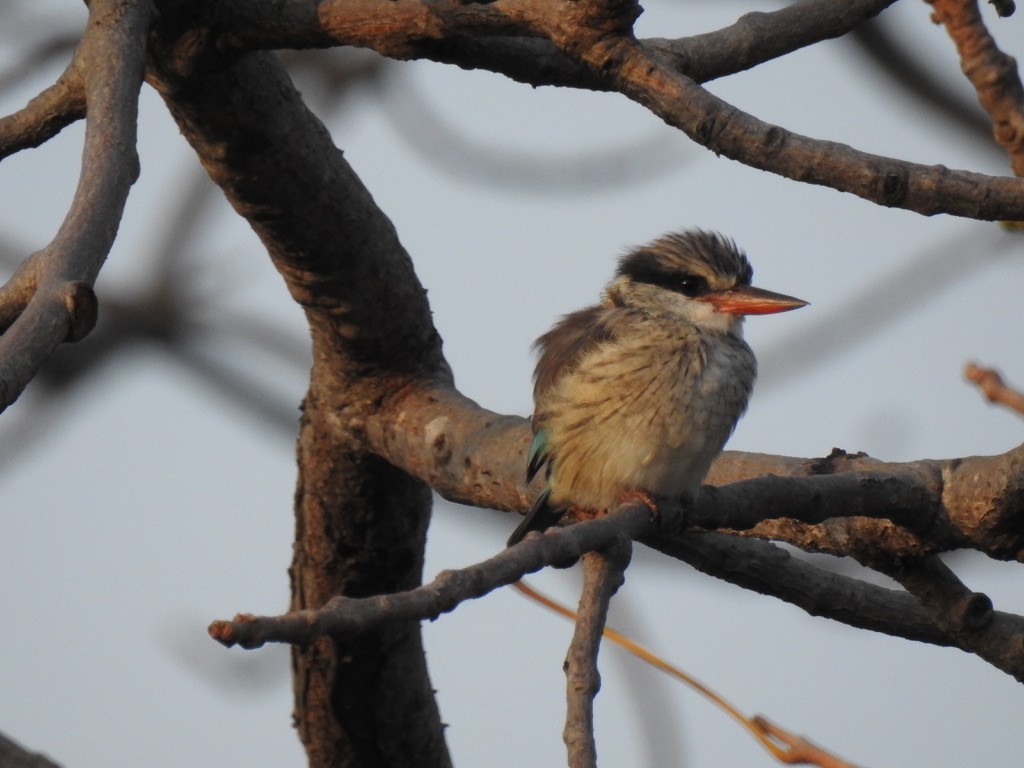 Striped Kingfisher - Matthew Dryden