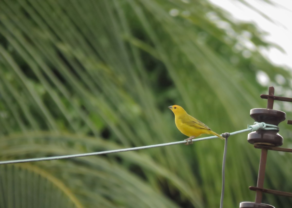 Saffron Finch - ML129620541