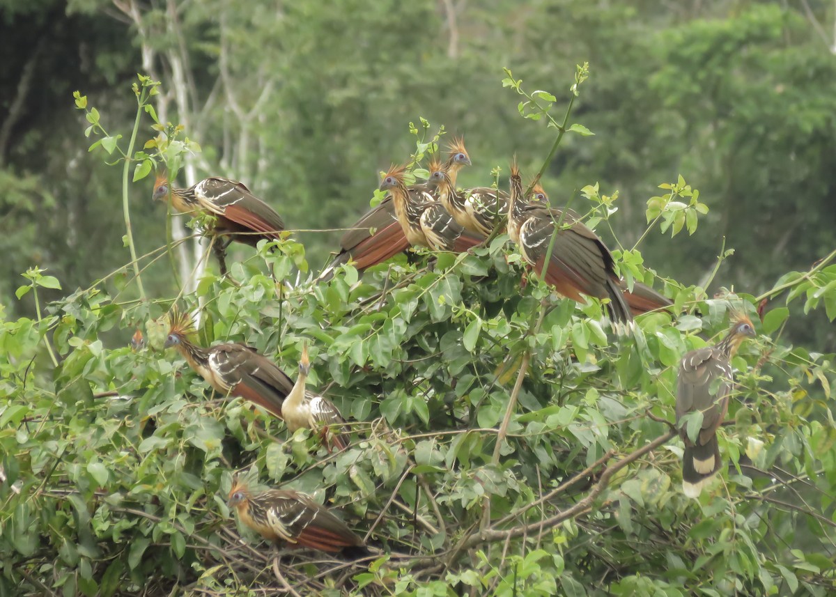 Hoatzin - ML129620691