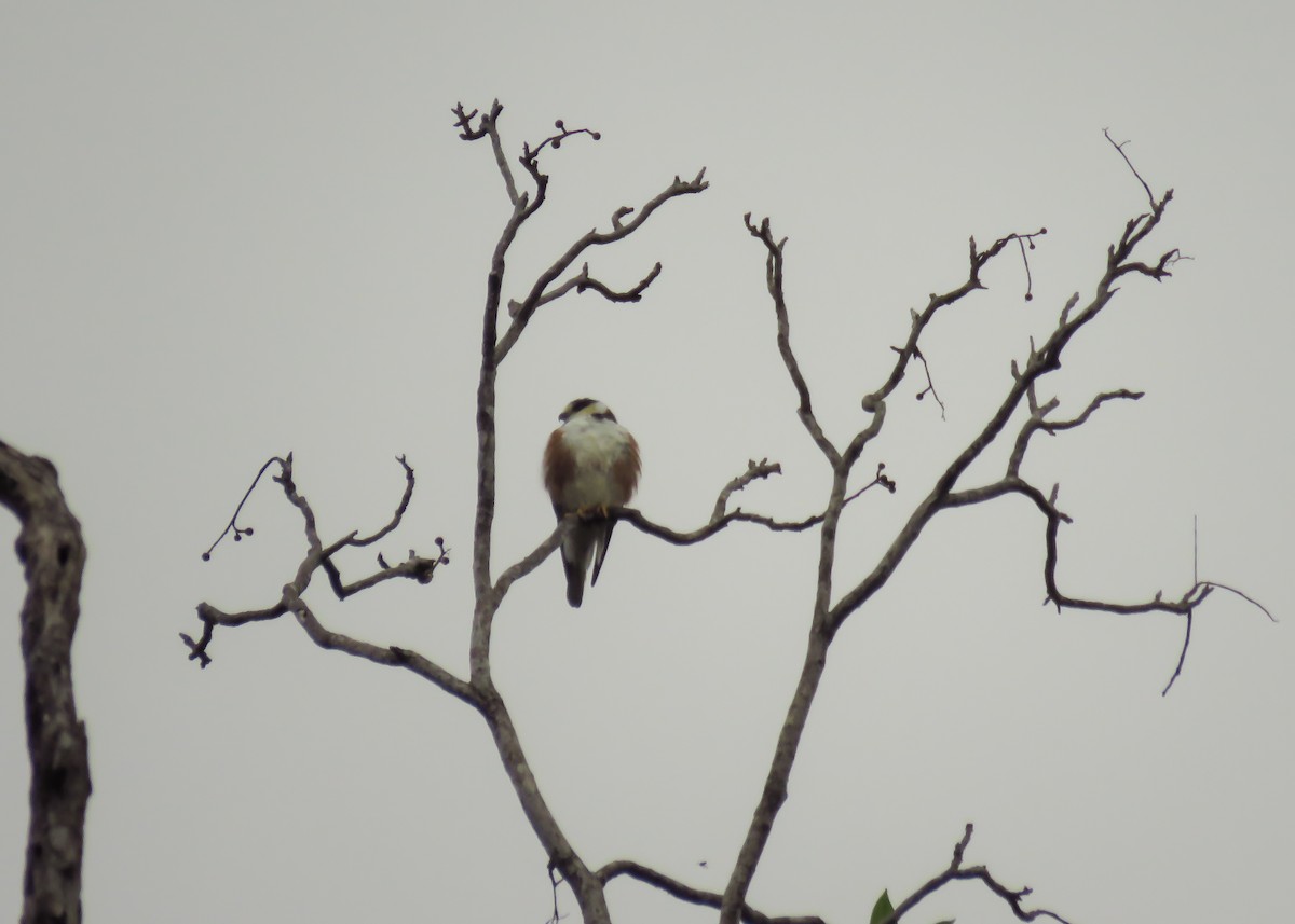 Pearl Kite - ML129620701