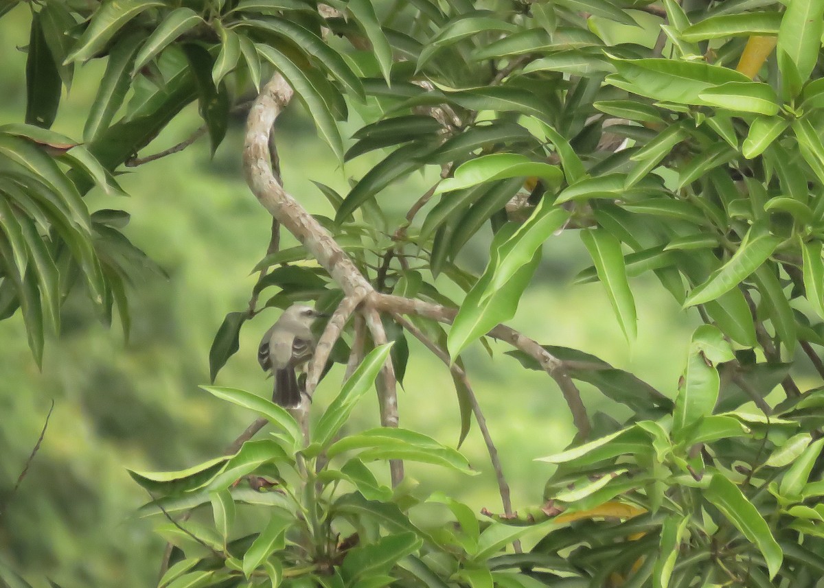 Tropical Mockingbird - ML129620791