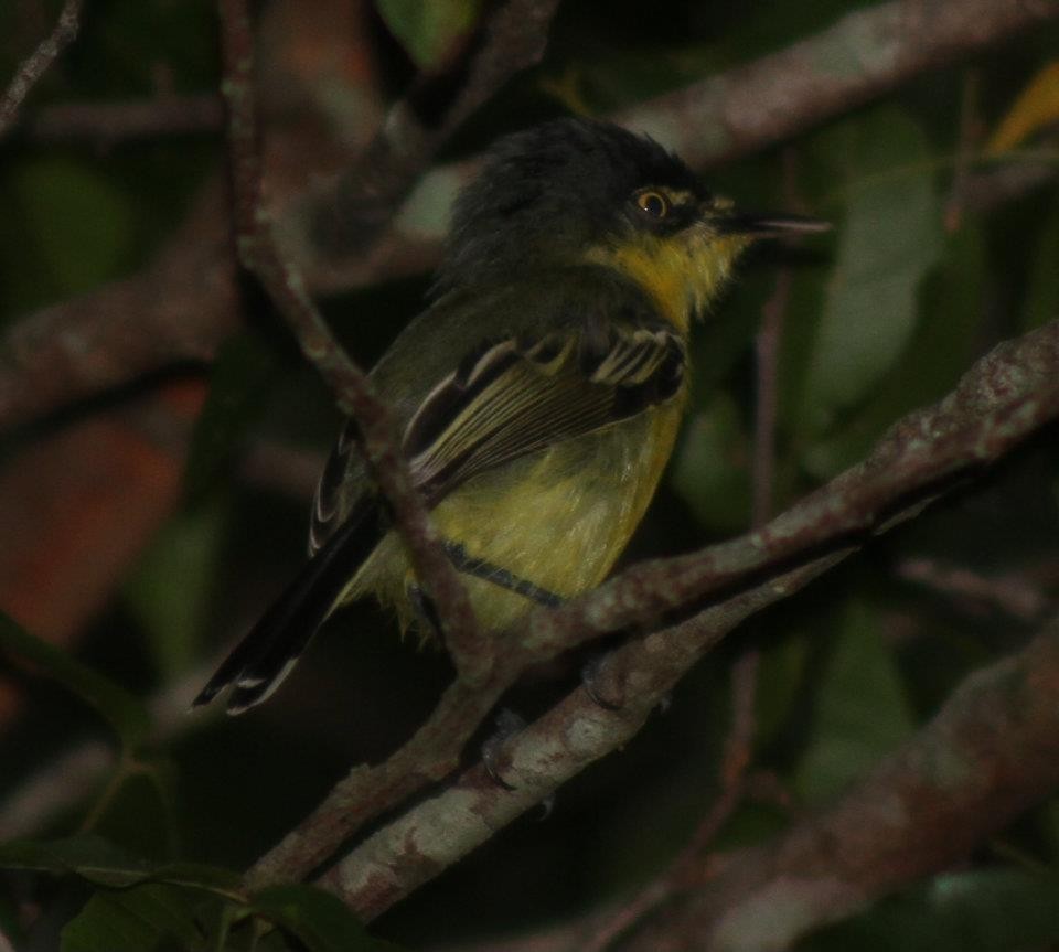 Common Tody-Flycatcher - Guy de Bruyn