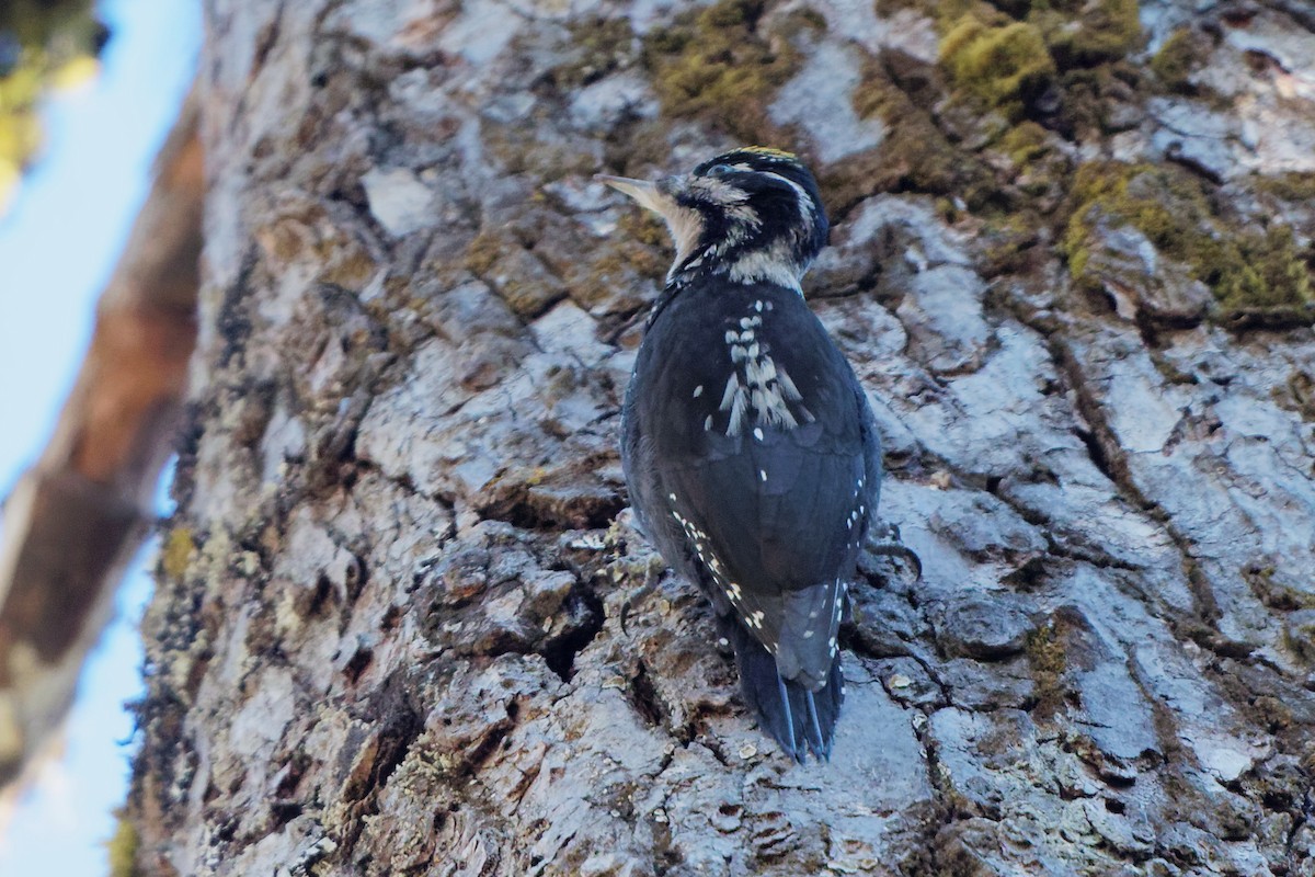 Eurasian Three-toed Woodpecker (Dark-bodied) - ML129621471