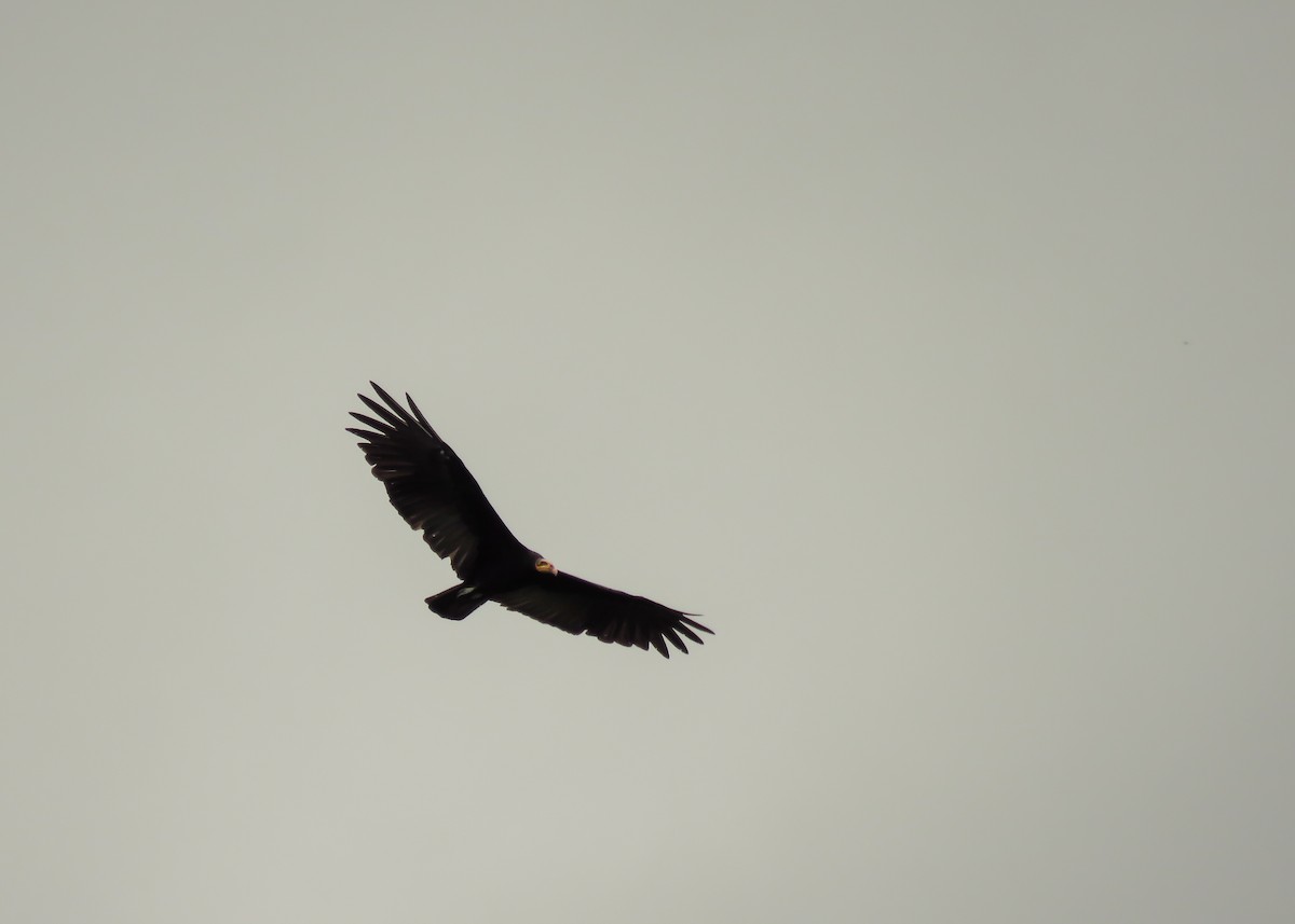 Greater Yellow-headed Vulture - ML129621511
