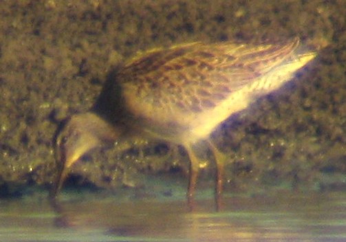 Short-billed Dowitcher - ML129622341