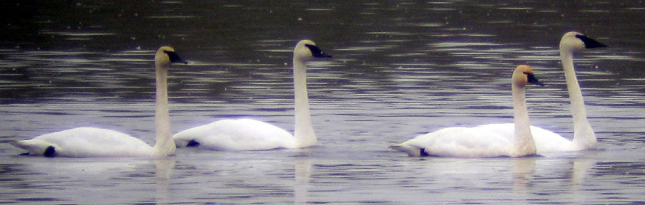 Trumpeter Swan - ML129622501