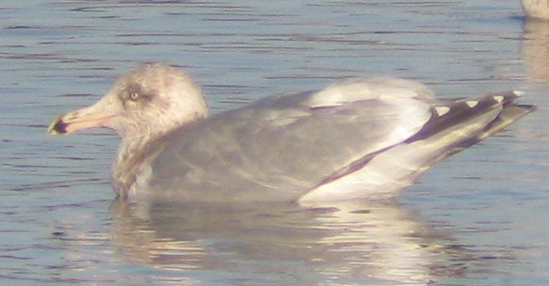 Gaviota Argéntea x de Bering (híbrido) - ML129622671