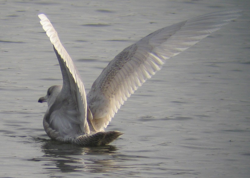 Glaucous Gull - ML129622691