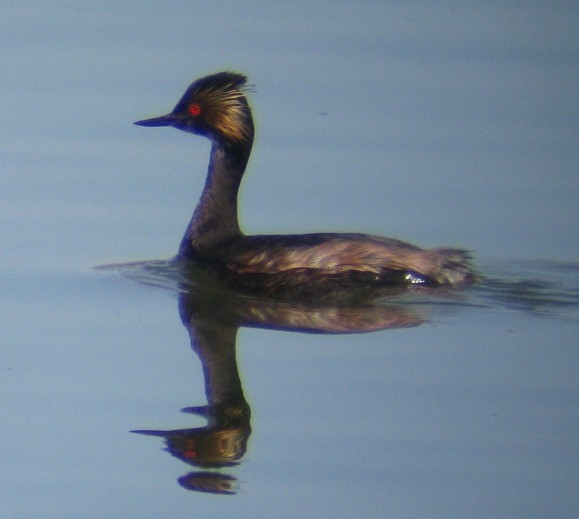 Eared Grebe - Steve Nord