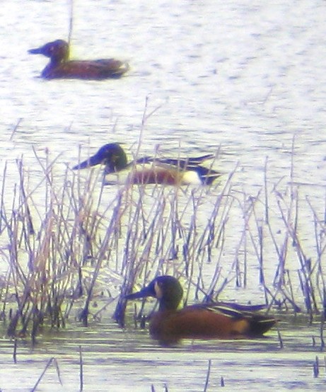 Cinnamon Teal x Northern Shoveler (hybrid) - ML129622901