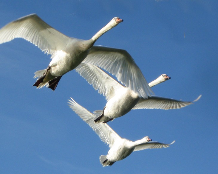 Mute Swan - Steve Nord