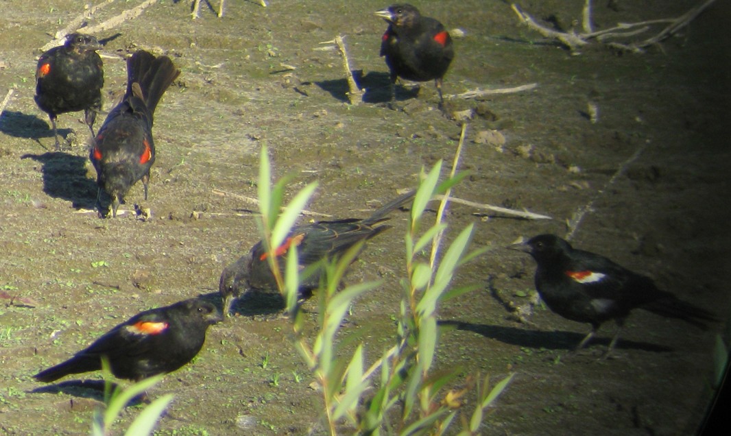 Tricolored Blackbird - ML129623121