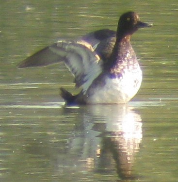 Lesser Scaup - Steve Nord