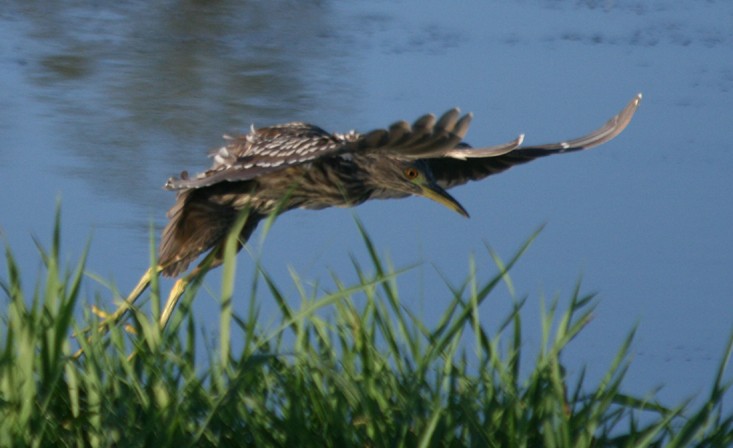 Black-crowned Night Heron - Steve Nord