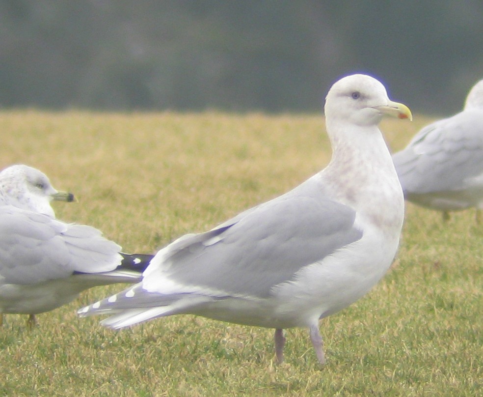 racek stříbřitý x šedokřídlý (hybrid) - ML129623721