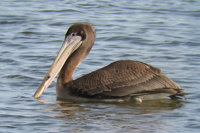 pelikán hnědý - ML129624051