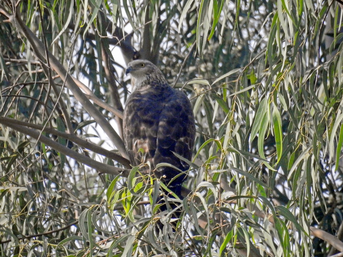 Oriental Honey-buzzard - ML129624161