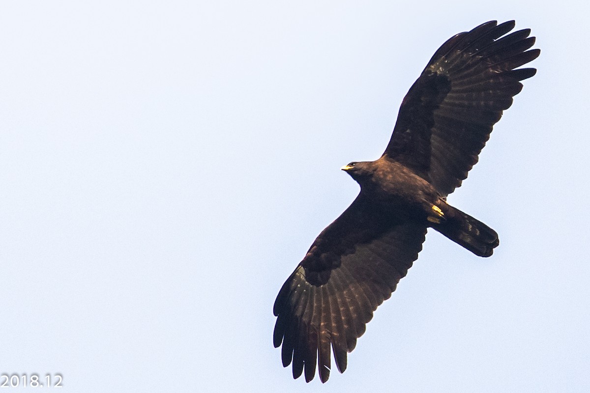 Black Eagle - H Chen-Cheng