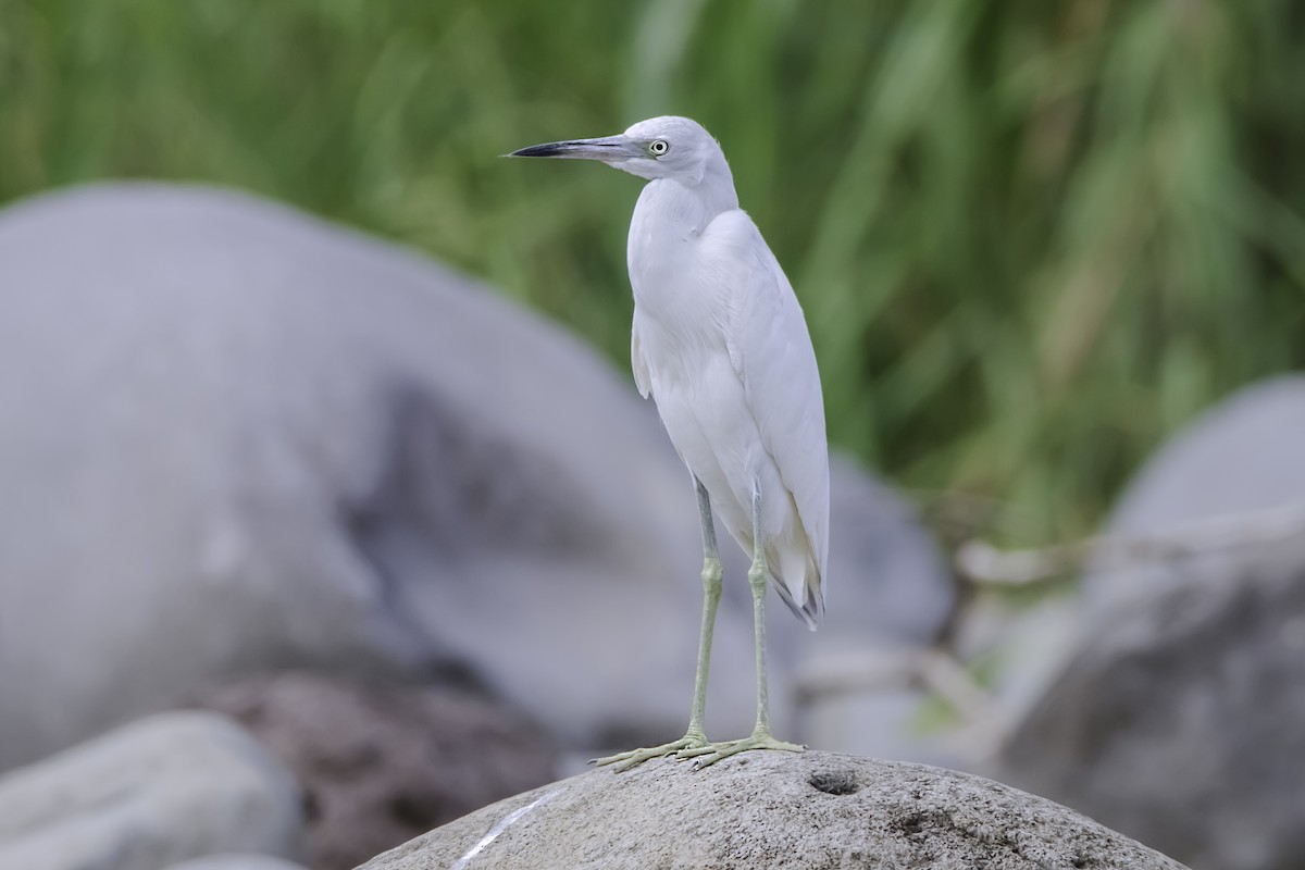 Little Blue Heron - ML129626361