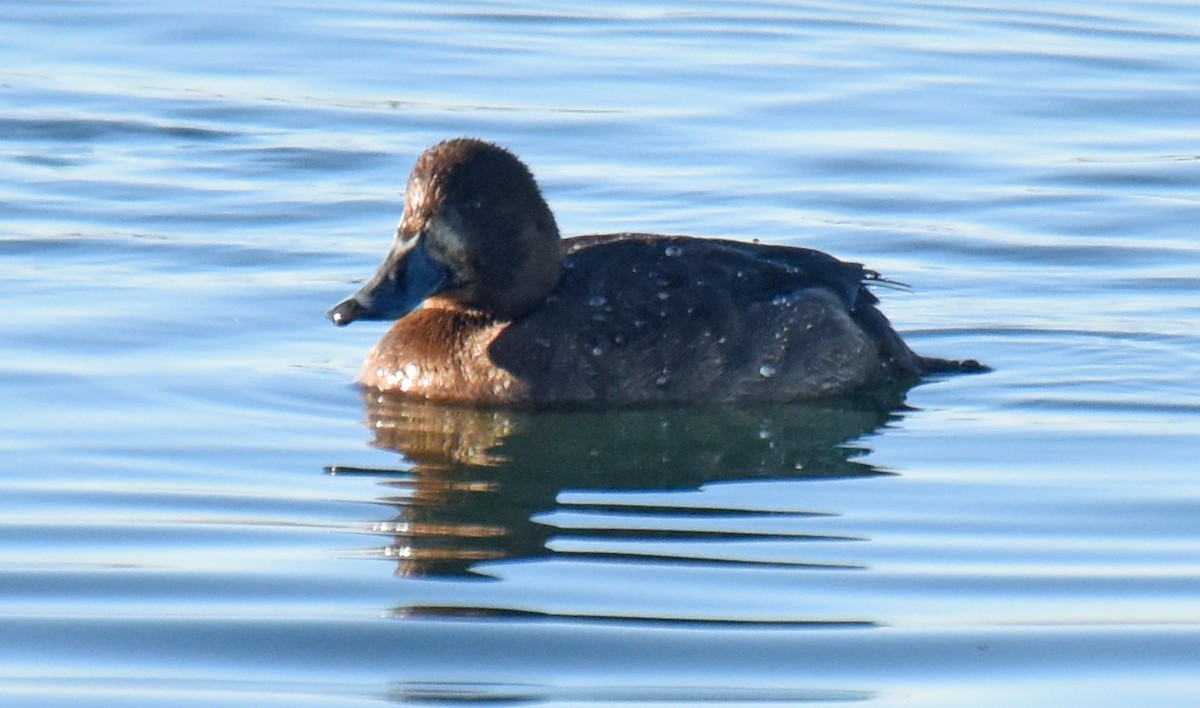 Greater Scaup - ML129626381