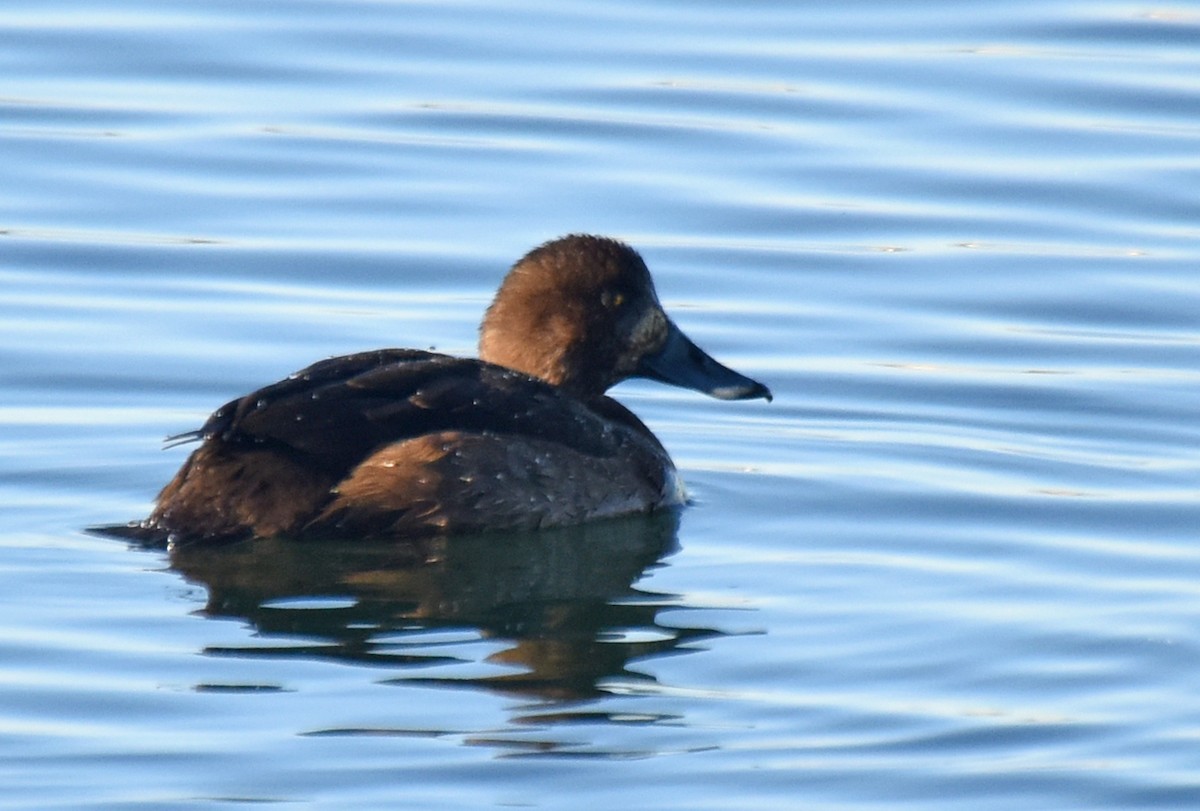 Greater Scaup - ML129626391