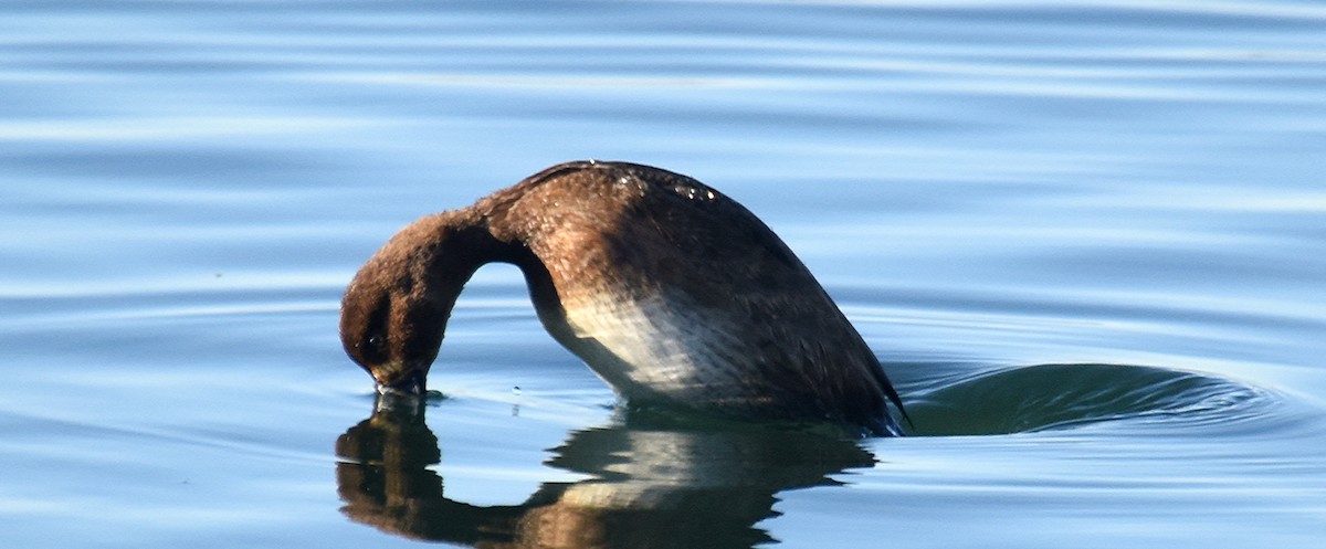 Greater Scaup - ML129626421