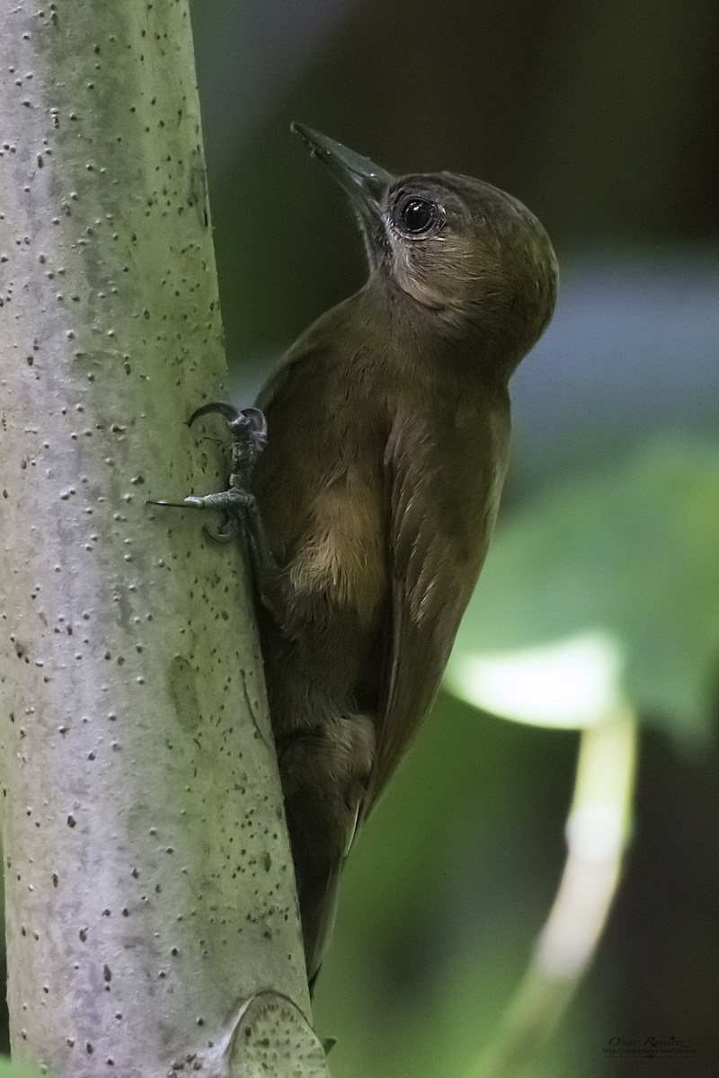 Smoky-brown Woodpecker - ML129626431