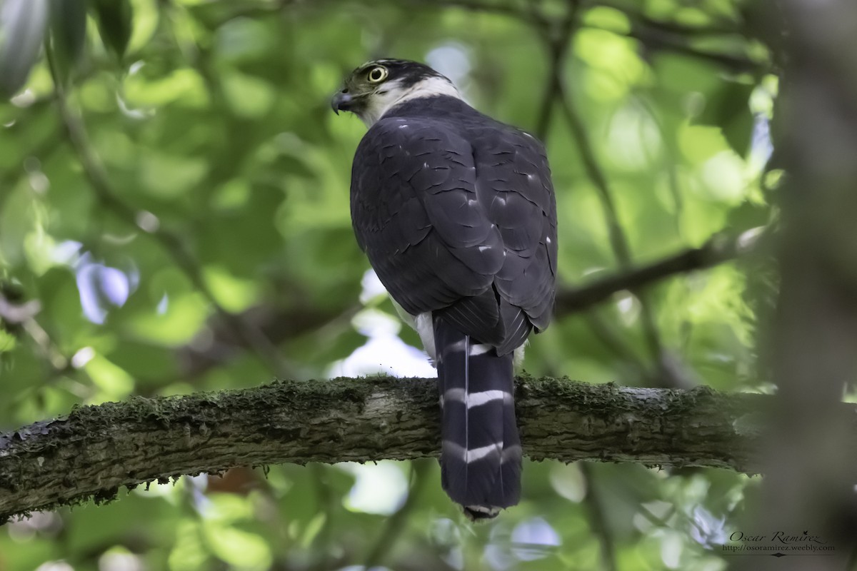 Bicolored Hawk - ML129626461