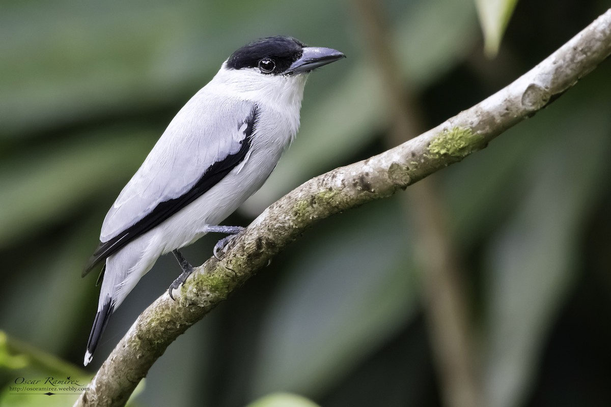Black-crowned Tityra - ML129626471