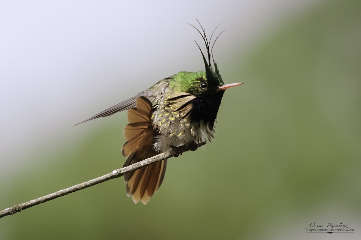 Black-crested Coquette - ML129626801