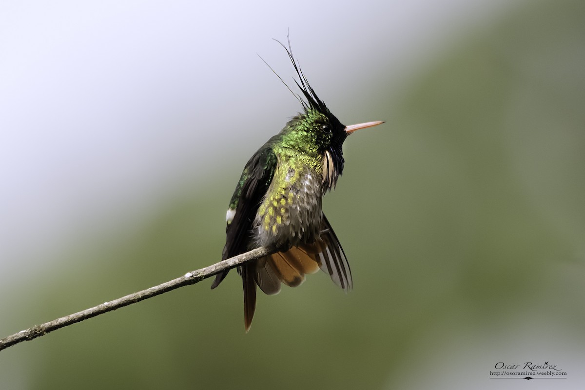 Black-crested Coquette - ML129626811