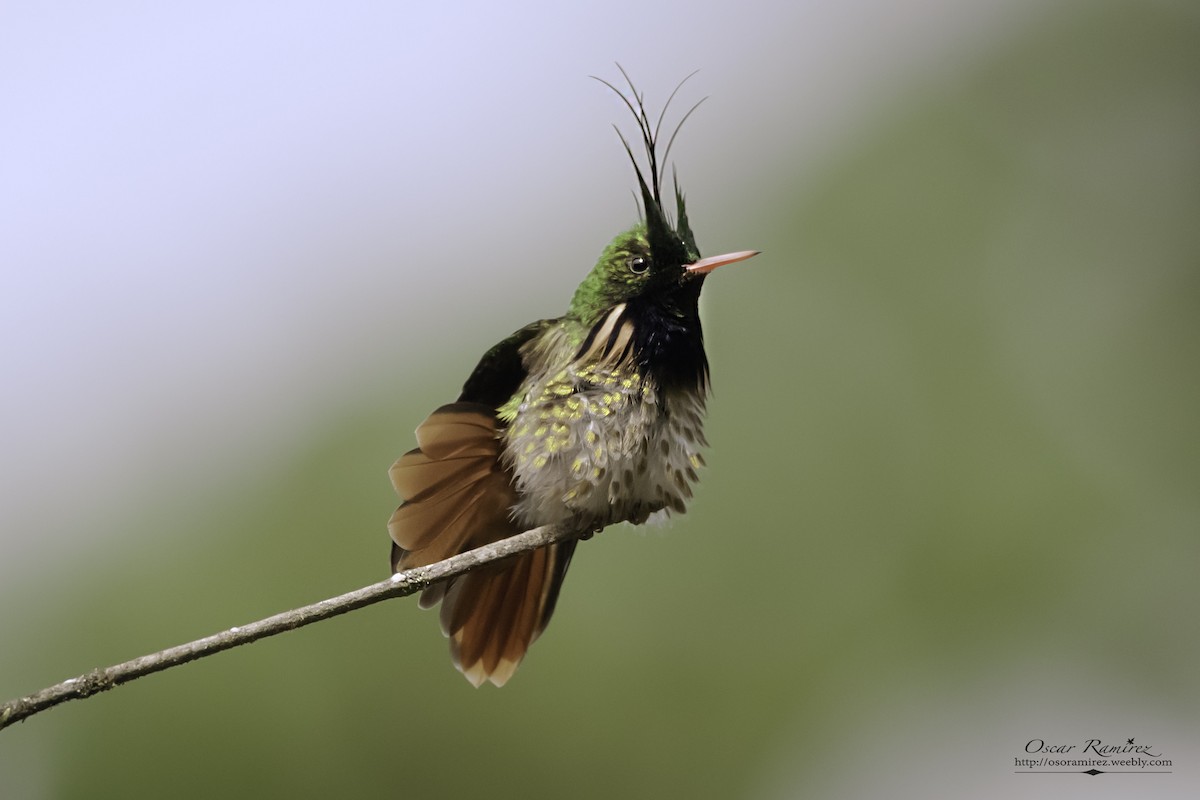 Black-crested Coquette - ML129626831