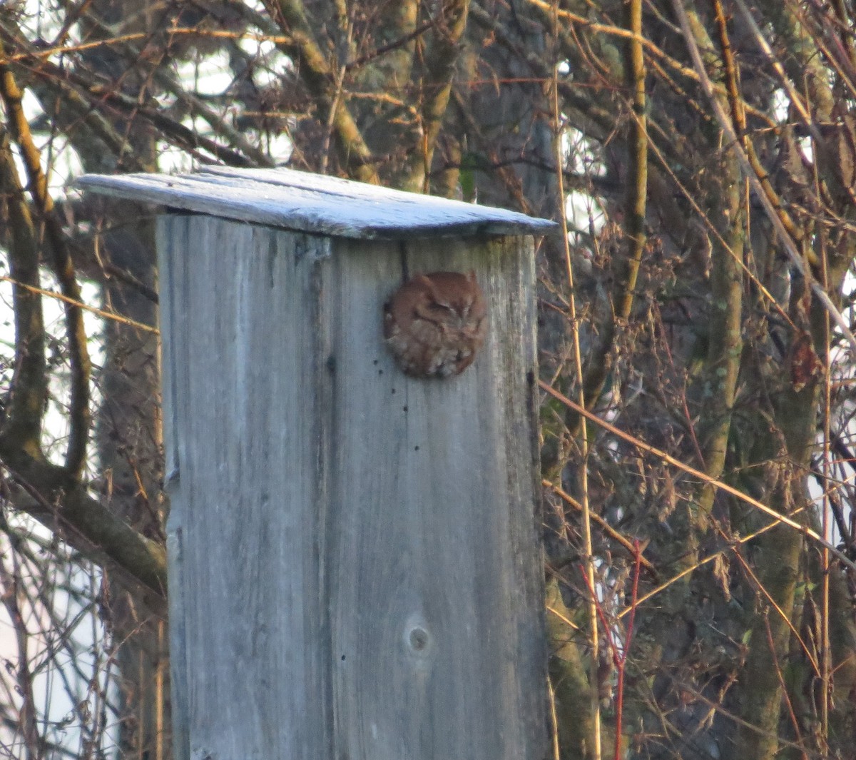 Eastern Screech-Owl - ML129627421