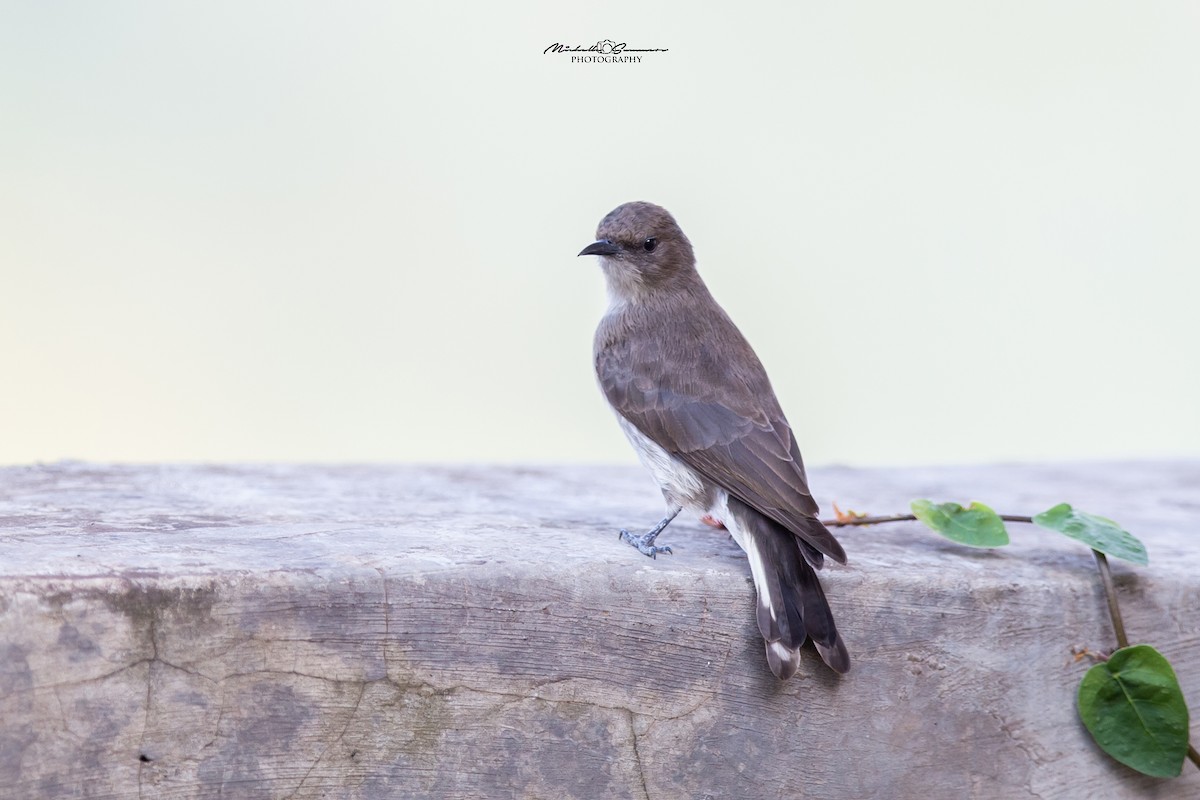 Brown-backed Honeybird - Michelle Summers