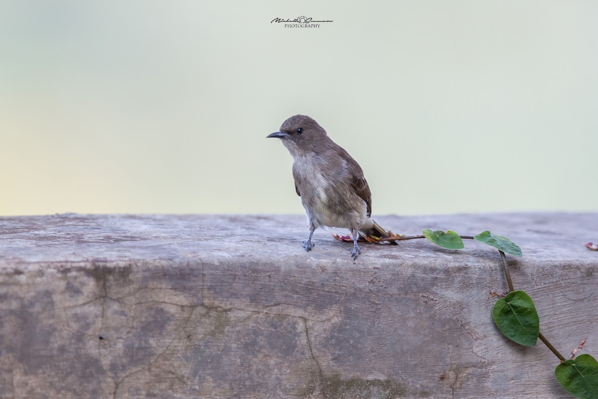 Wahlberg's Honeyguide - ML129629341