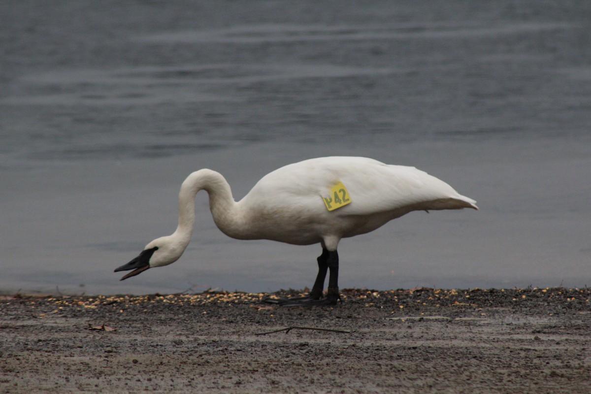 Trumpeter Swan - ML129629631