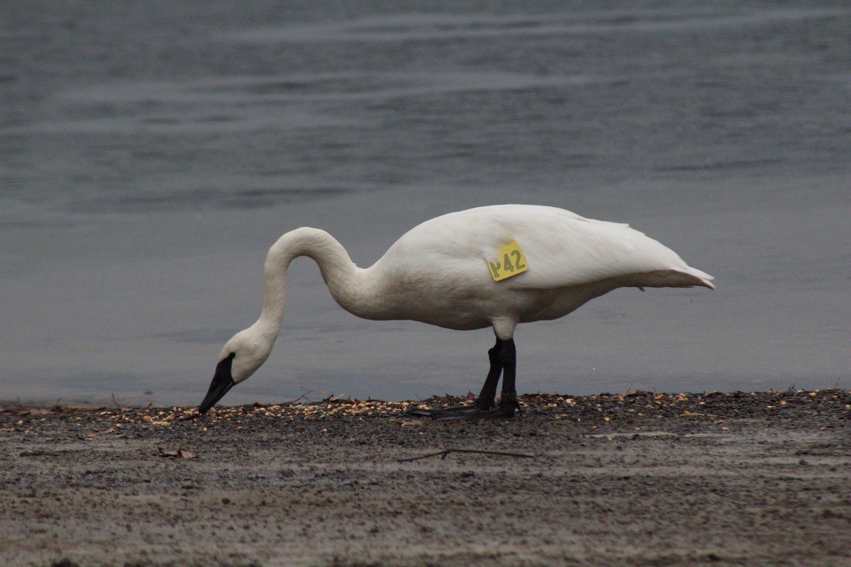 Trumpeter Swan - ML129629651