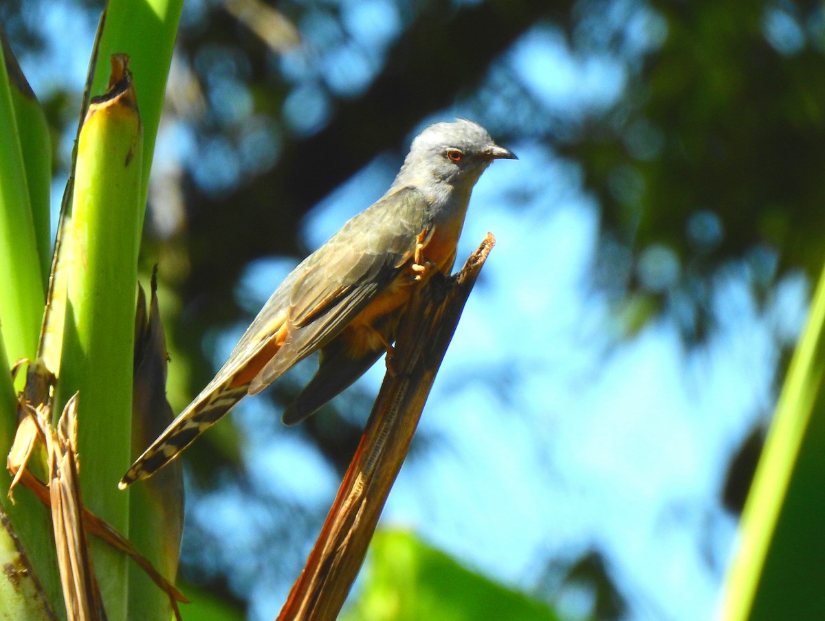 Plaintive Cuckoo - ML129630191