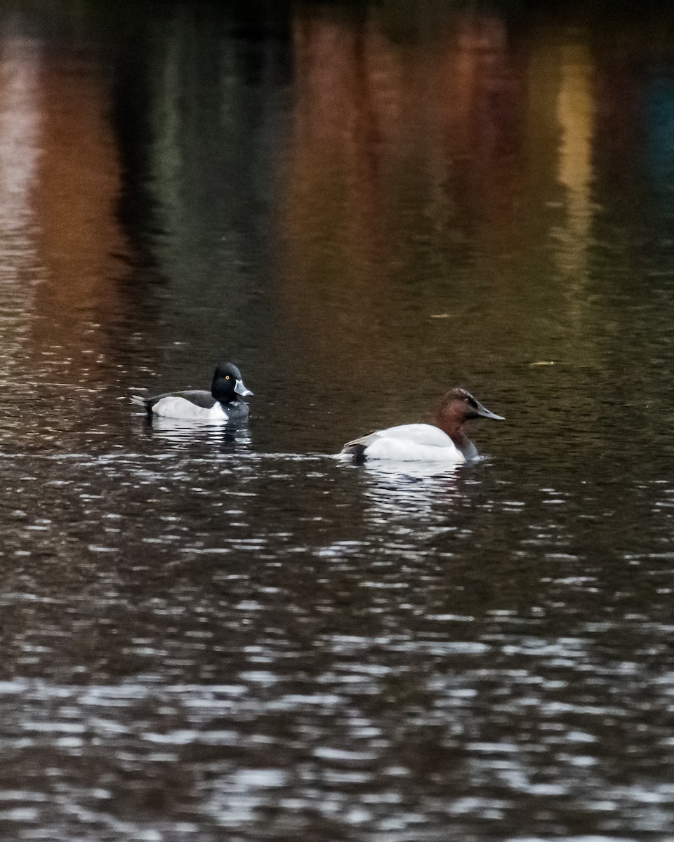 Canvasback - ML129630941