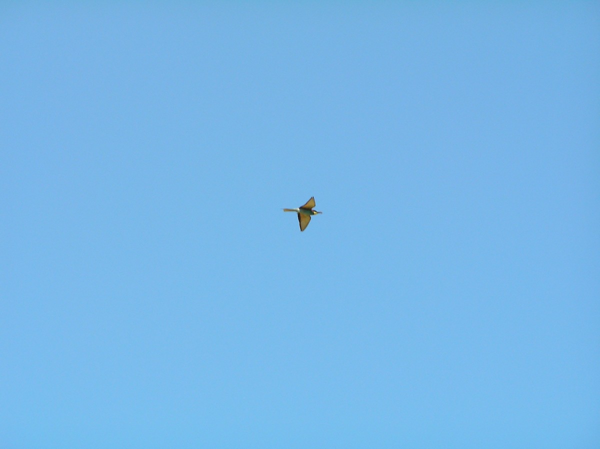 European Bee-eater - ML129631941