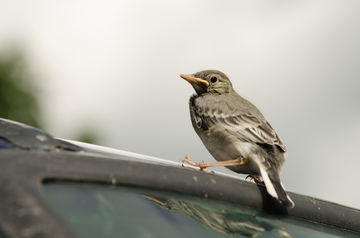 White Wagtail (White-faced) - Anonymous