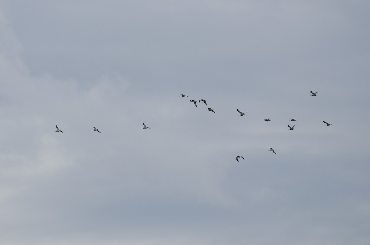 Eurasian Curlew - Anonymous